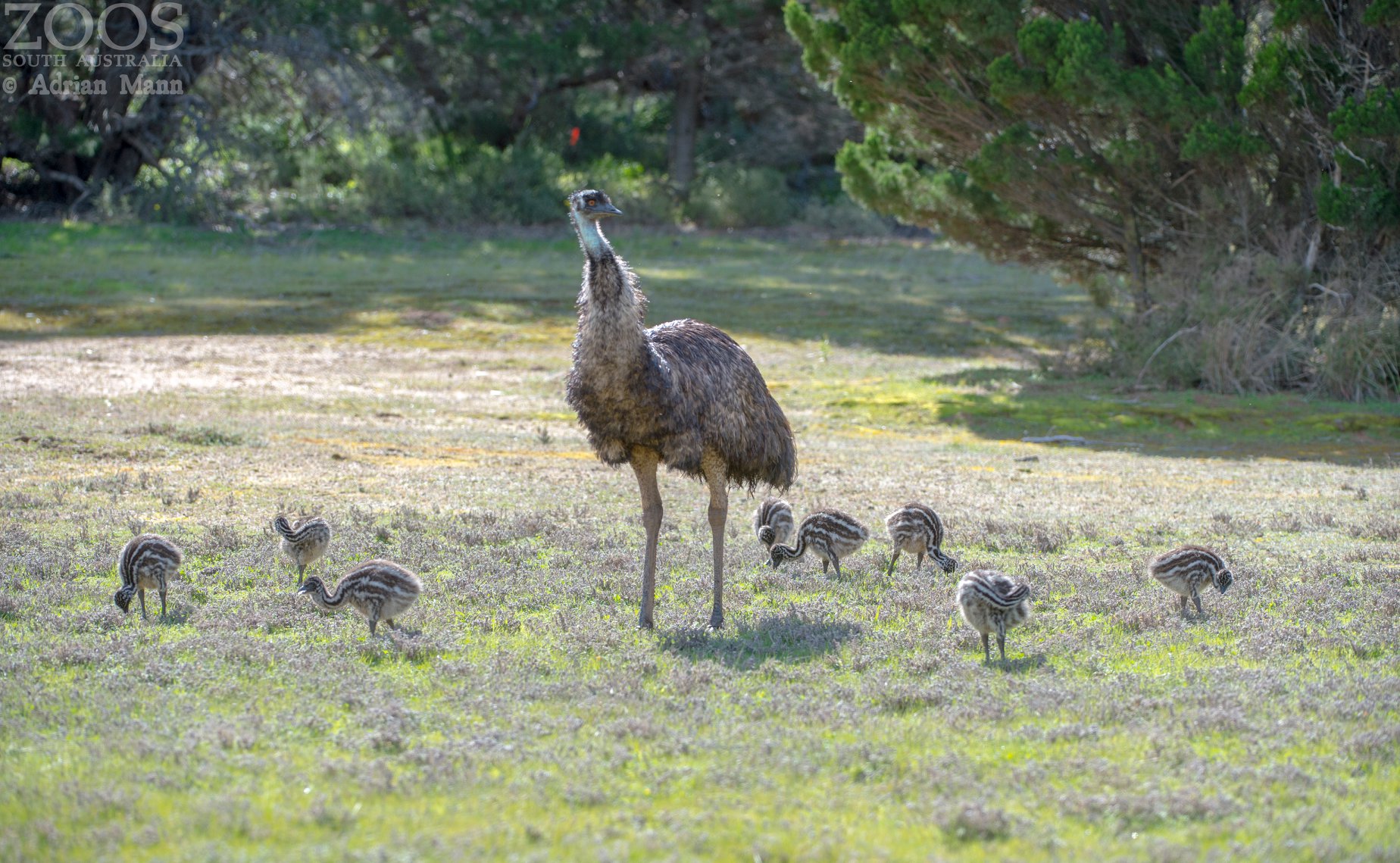 monarto safari park experiences