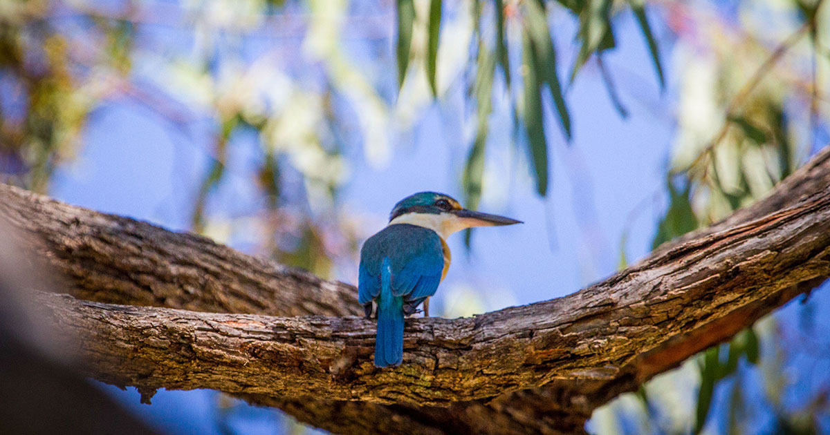 Kookaburra-murray-river-david-hartley