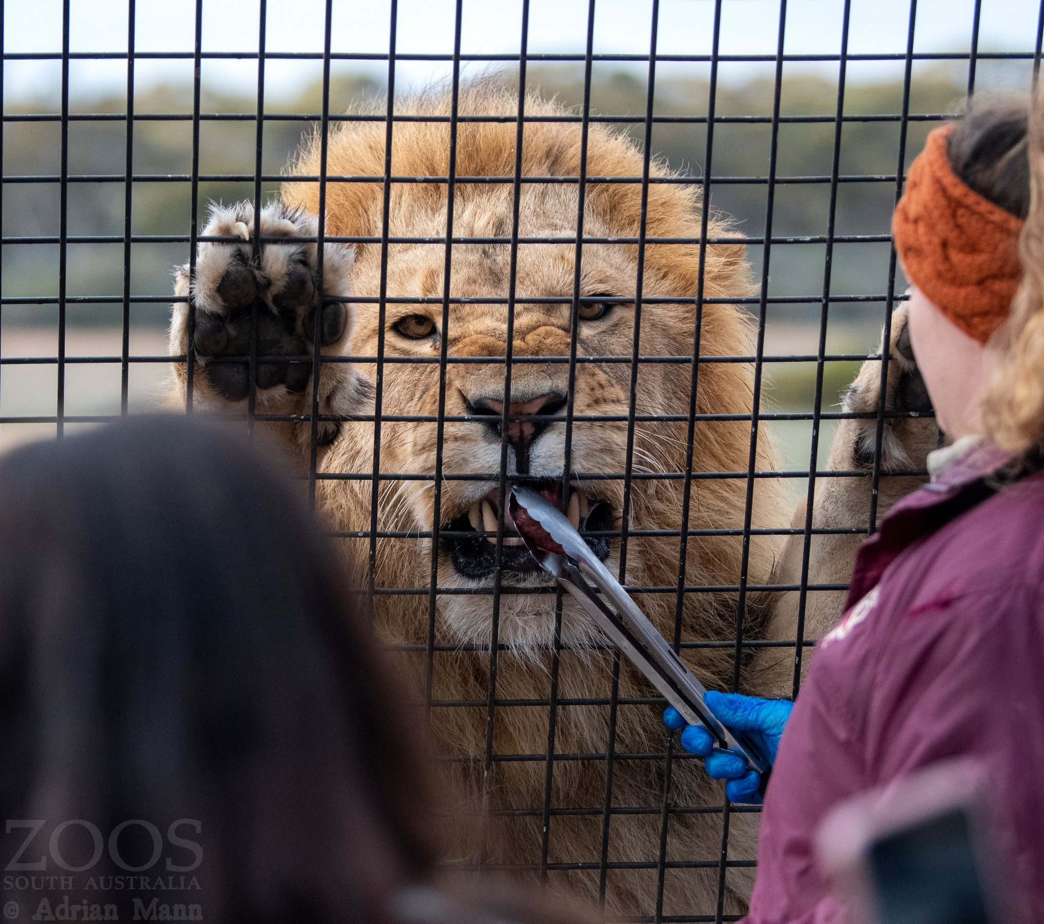 monarto safari park experiences