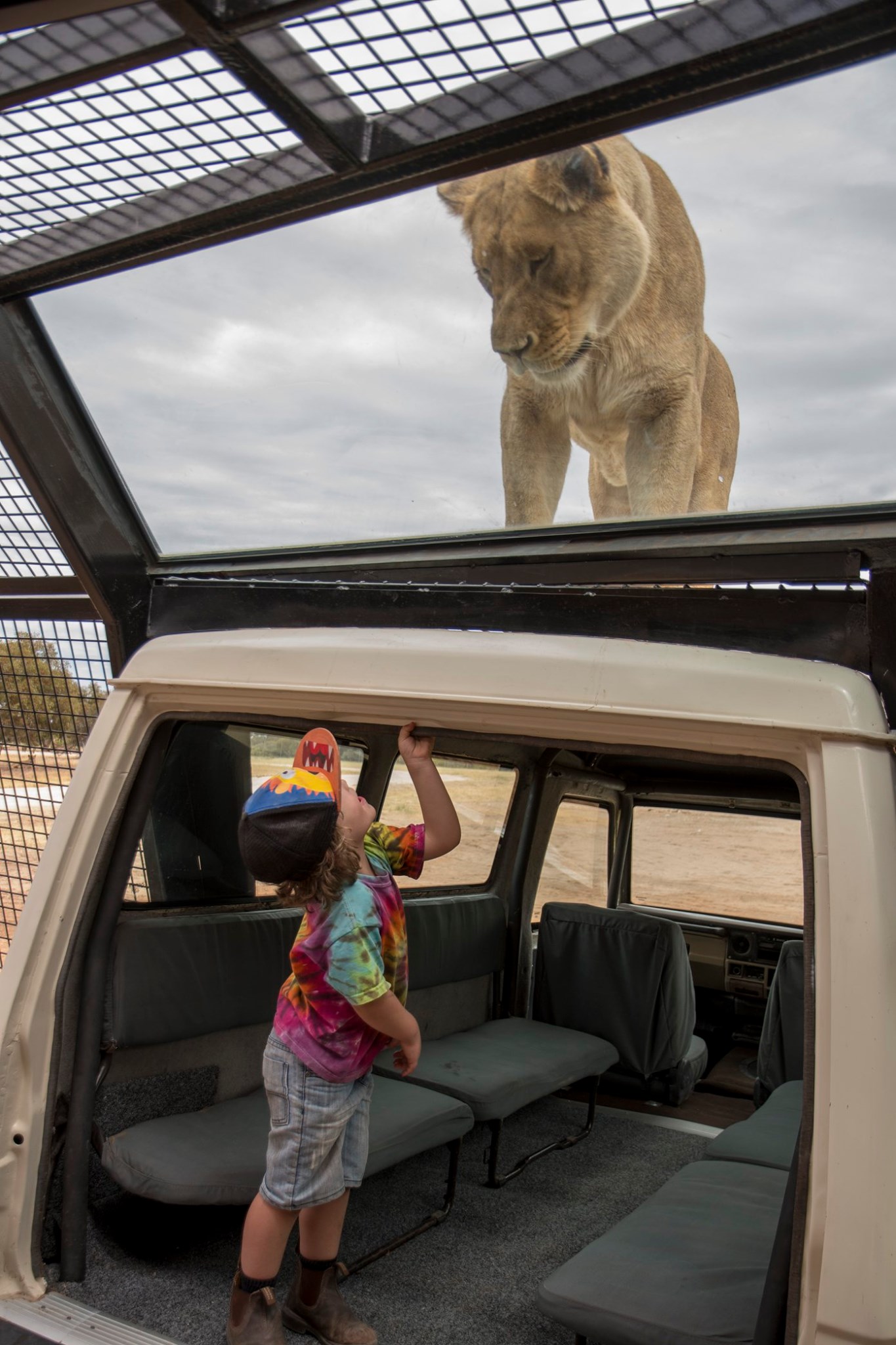 monarto safari park experiences