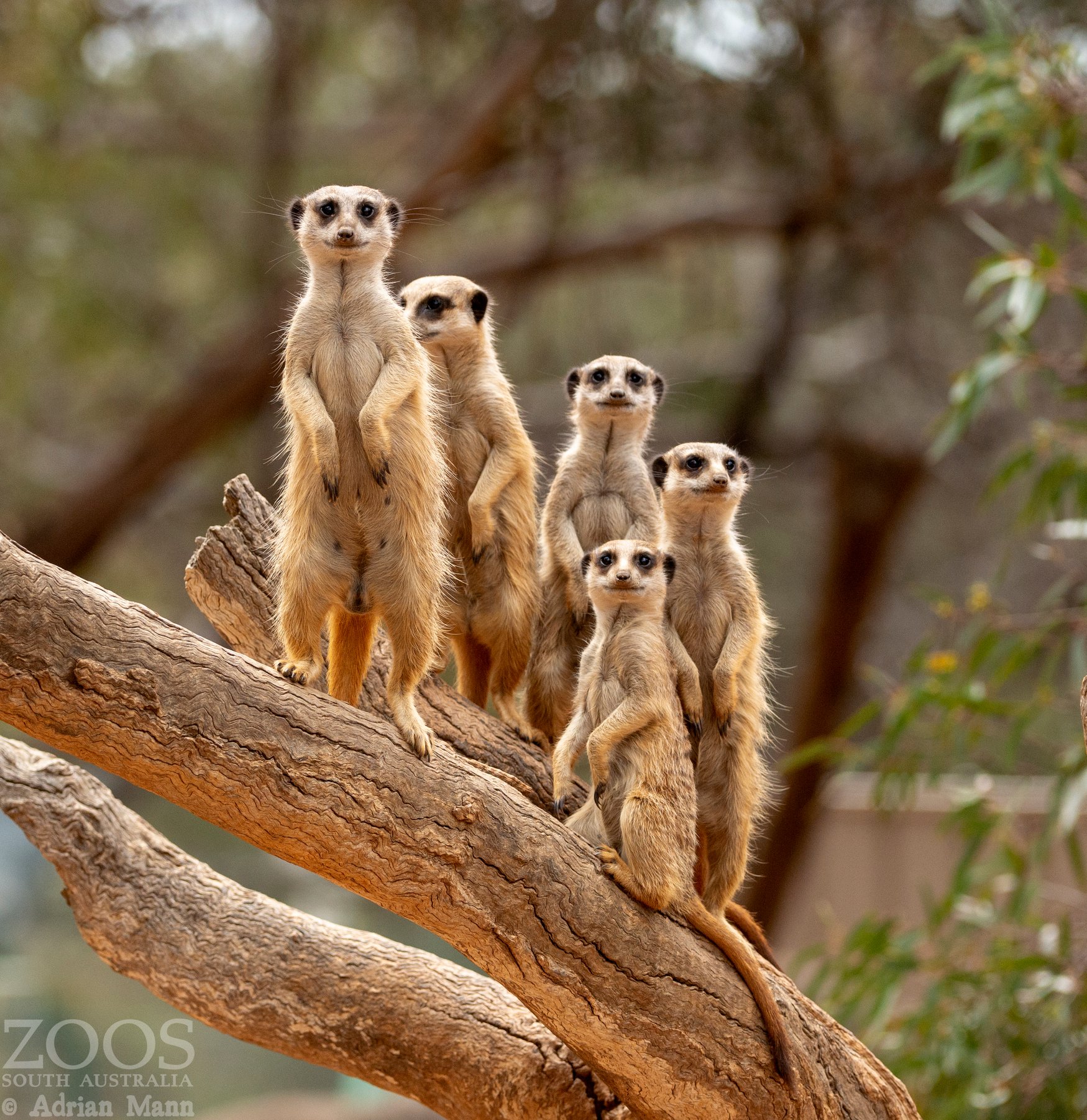 monarto safari park experiences