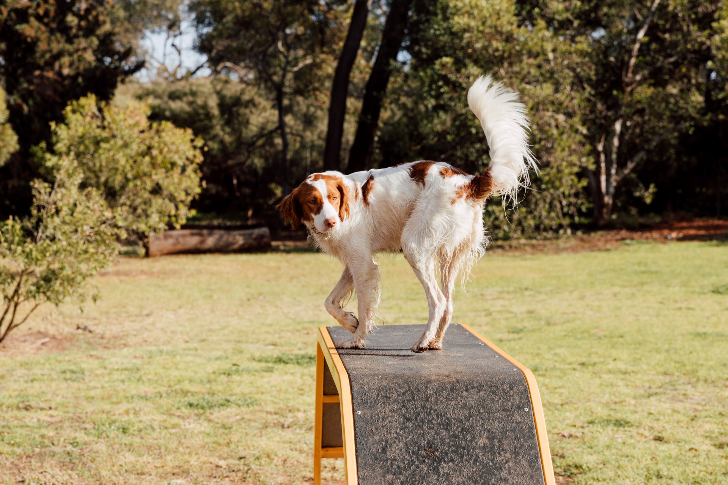 dog-park