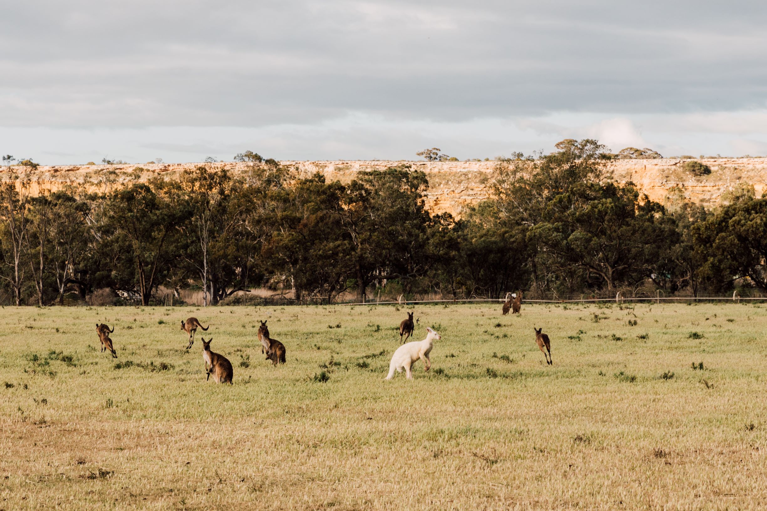 albino-kangaroo