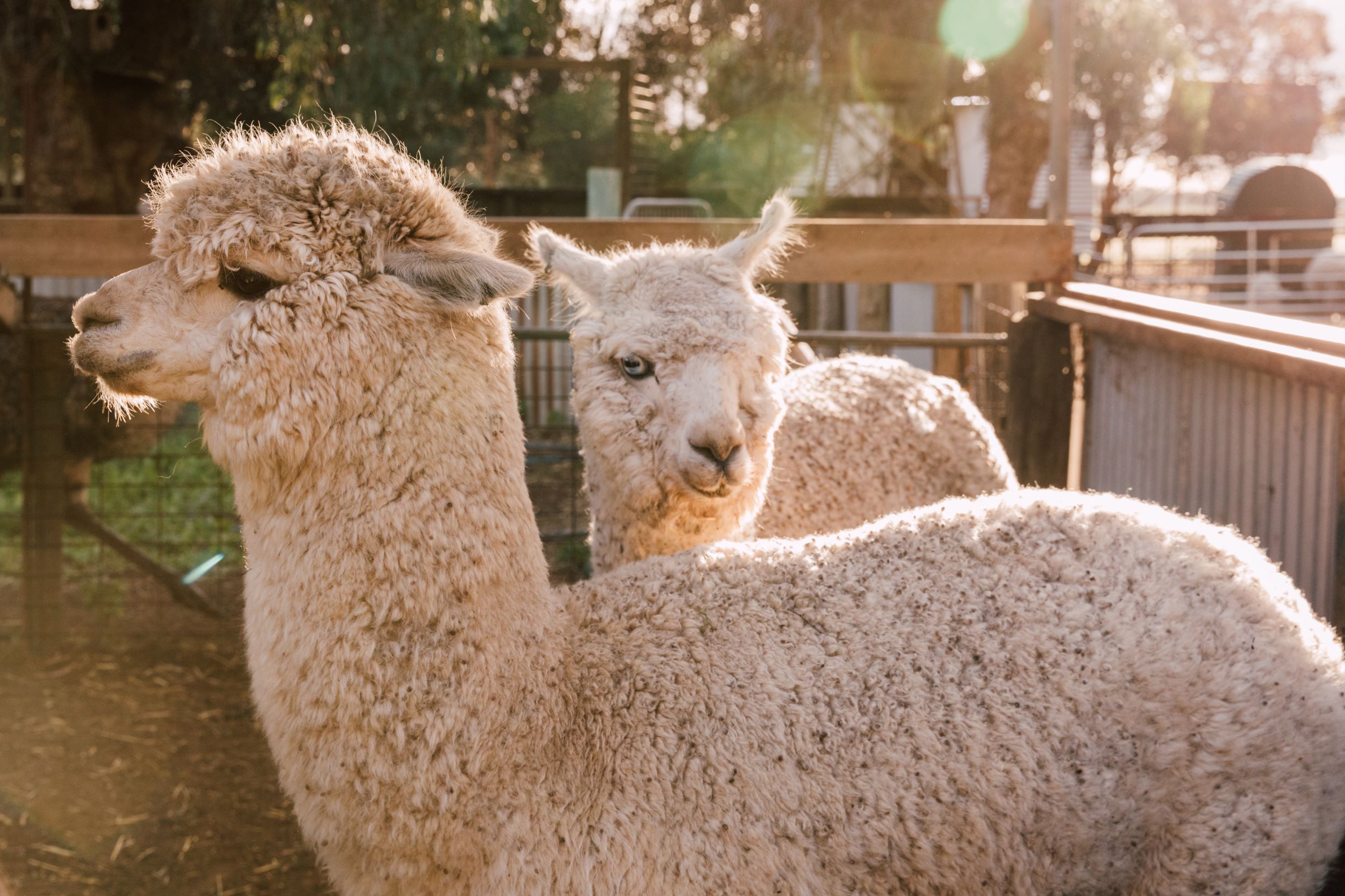 alpacas-big-bend