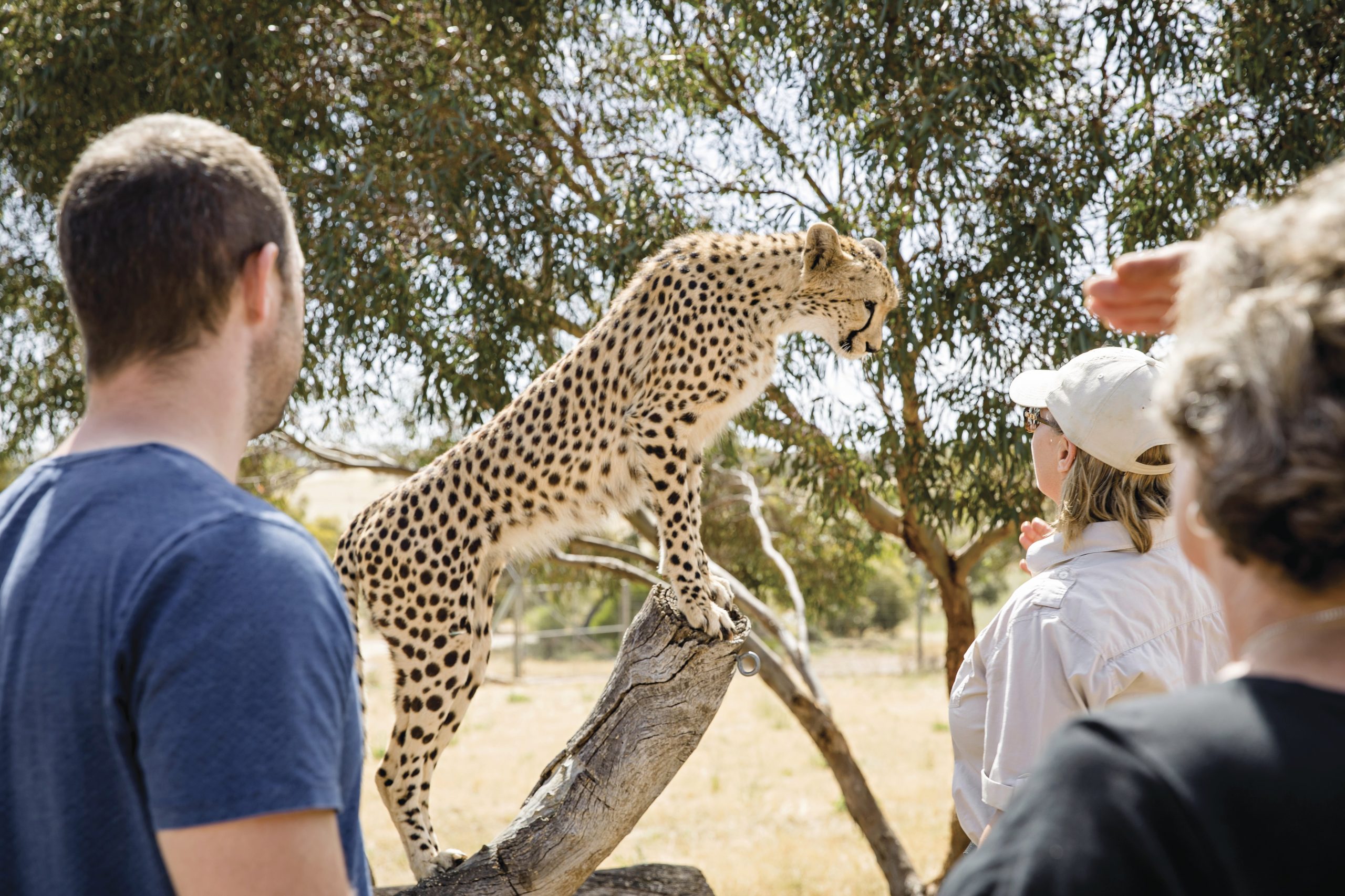 cheetah-monarto-zoo