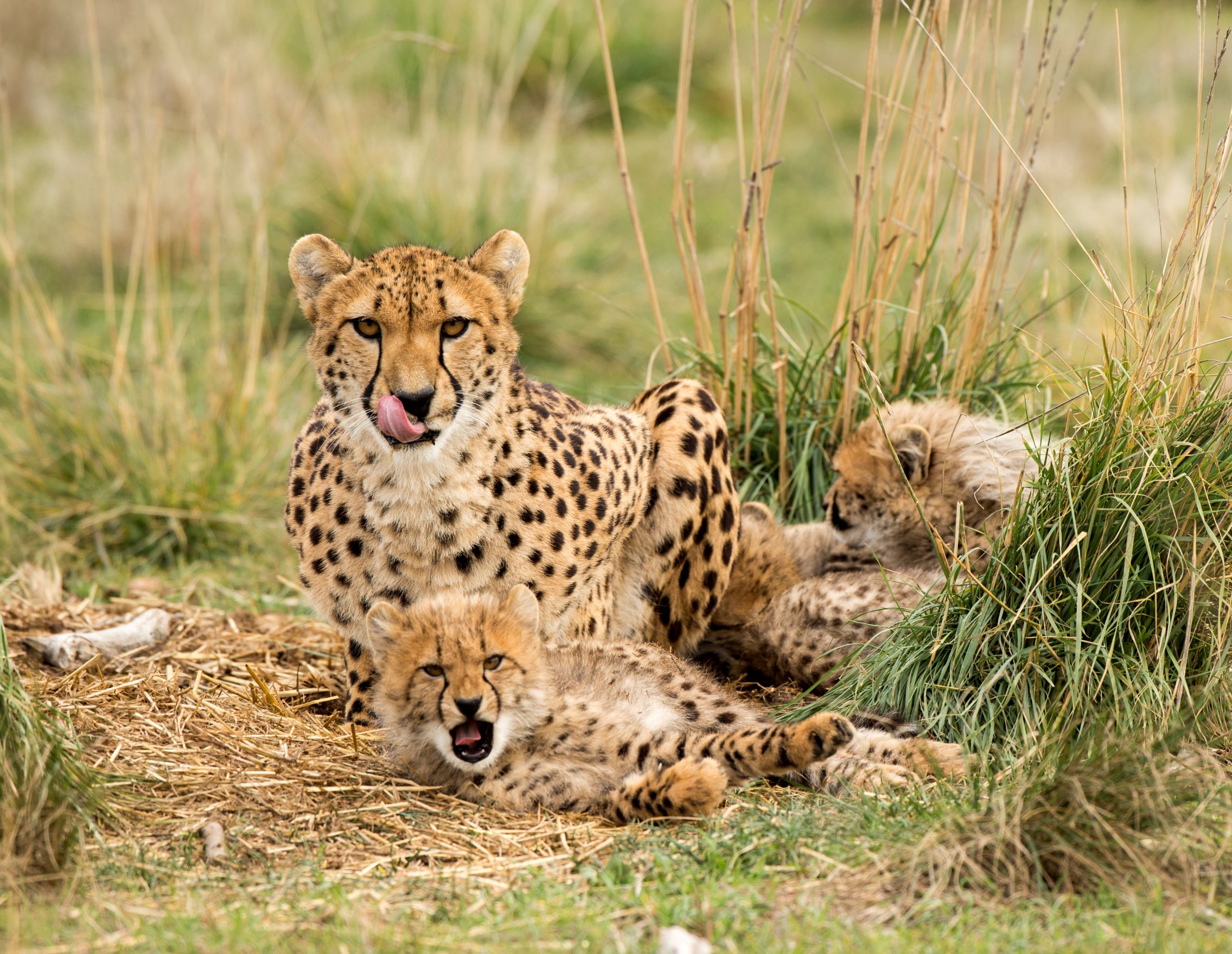 cheetahs-monarto-zoo