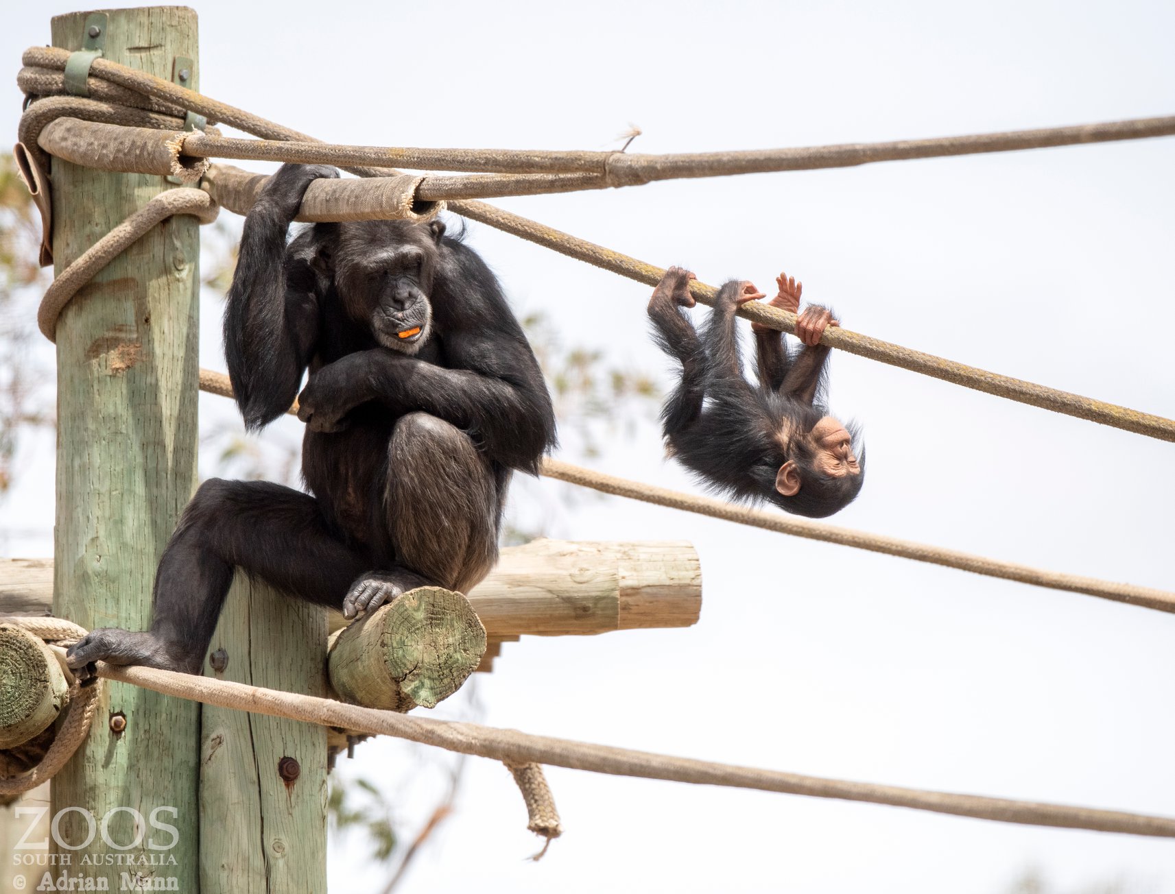 chimpanzee-monarto-zoo