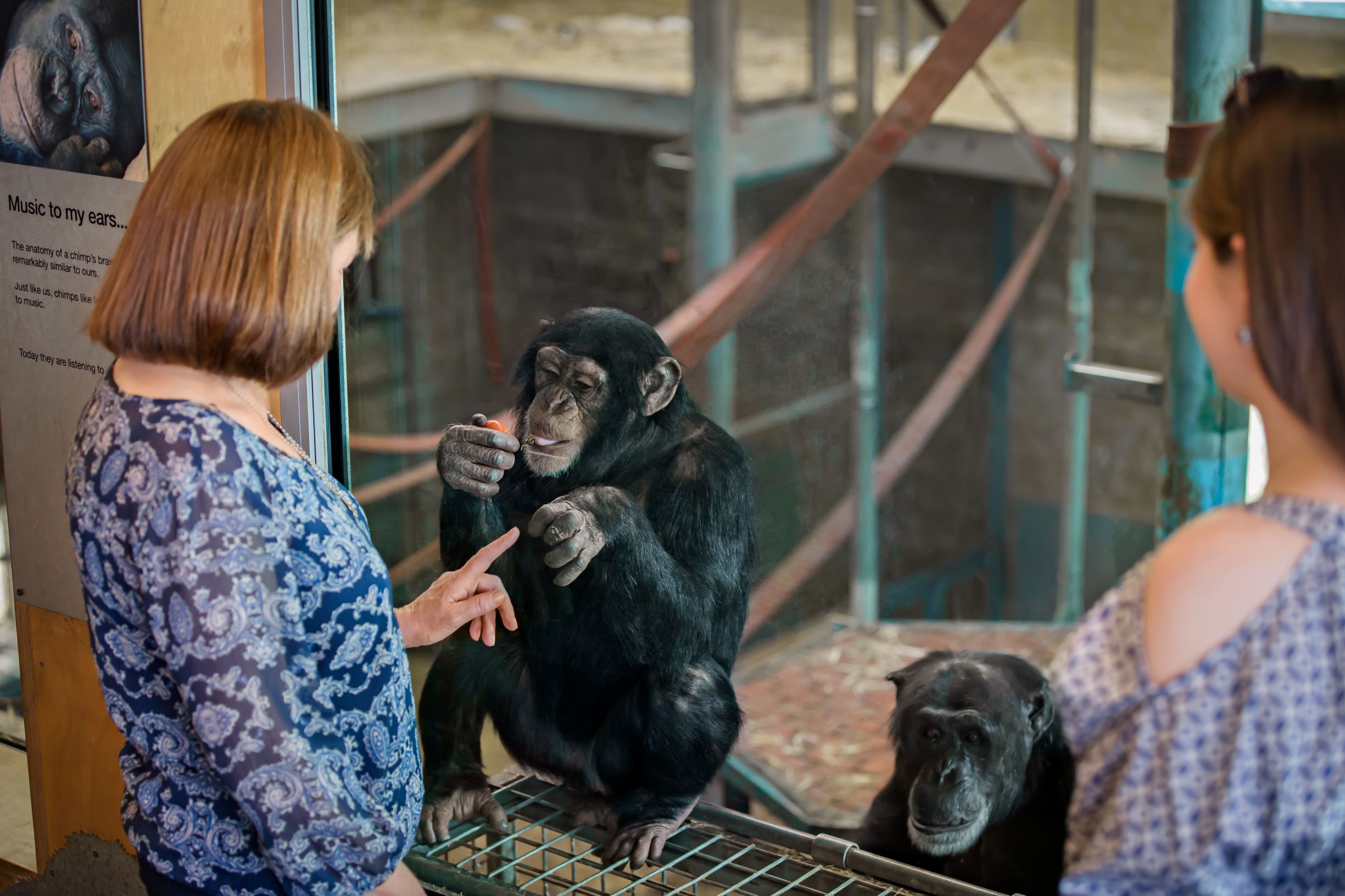 chimpanzees-monarto-zoo