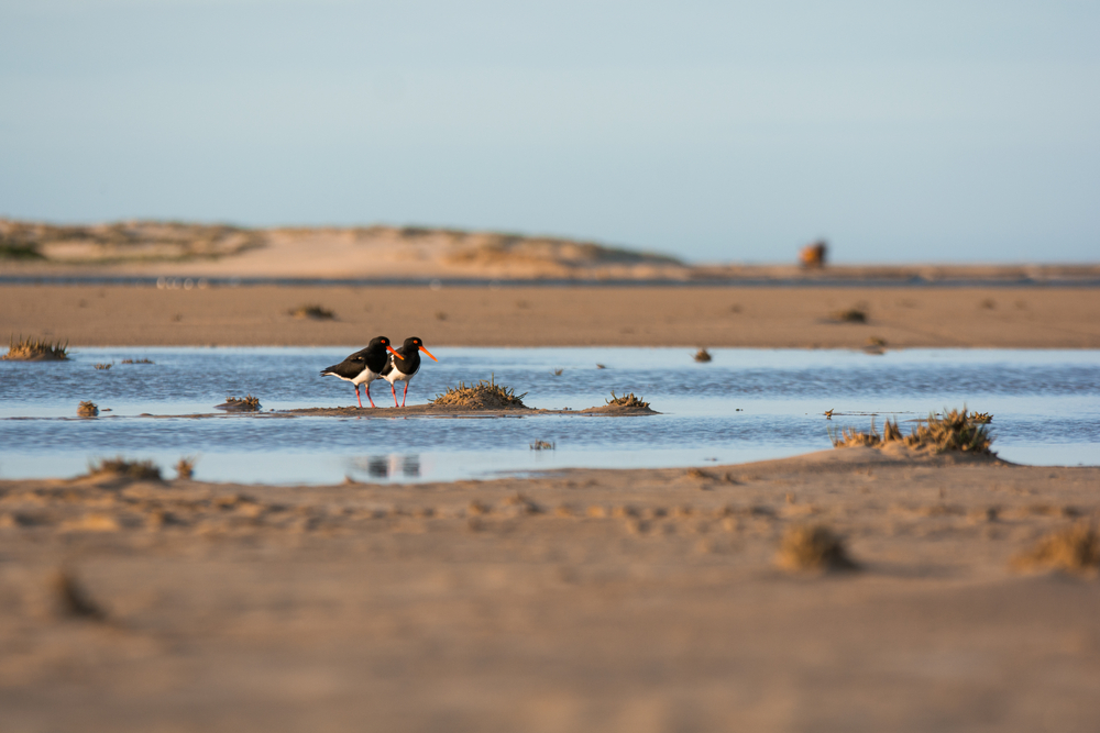 coorong