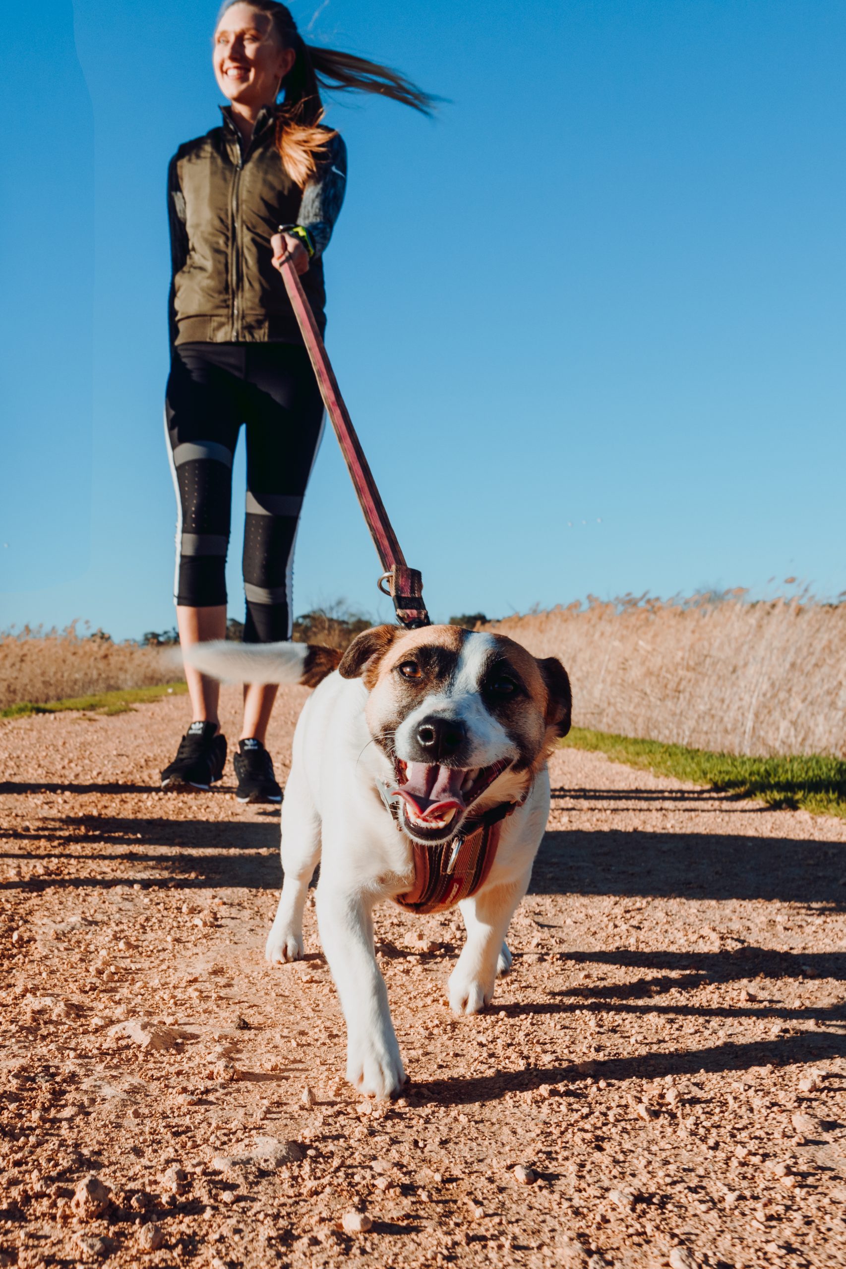 dog-walker