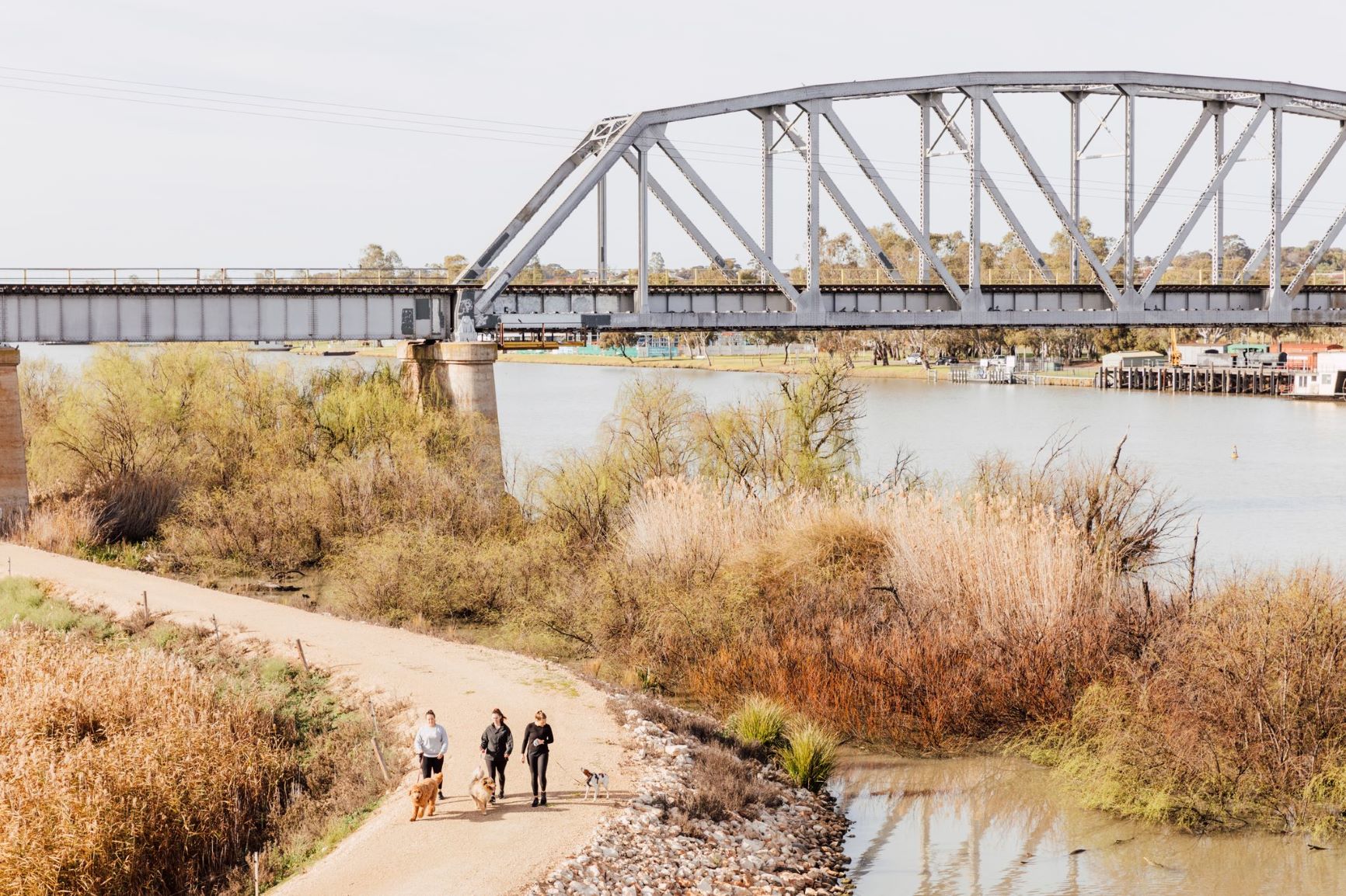 dogs-under-bridge