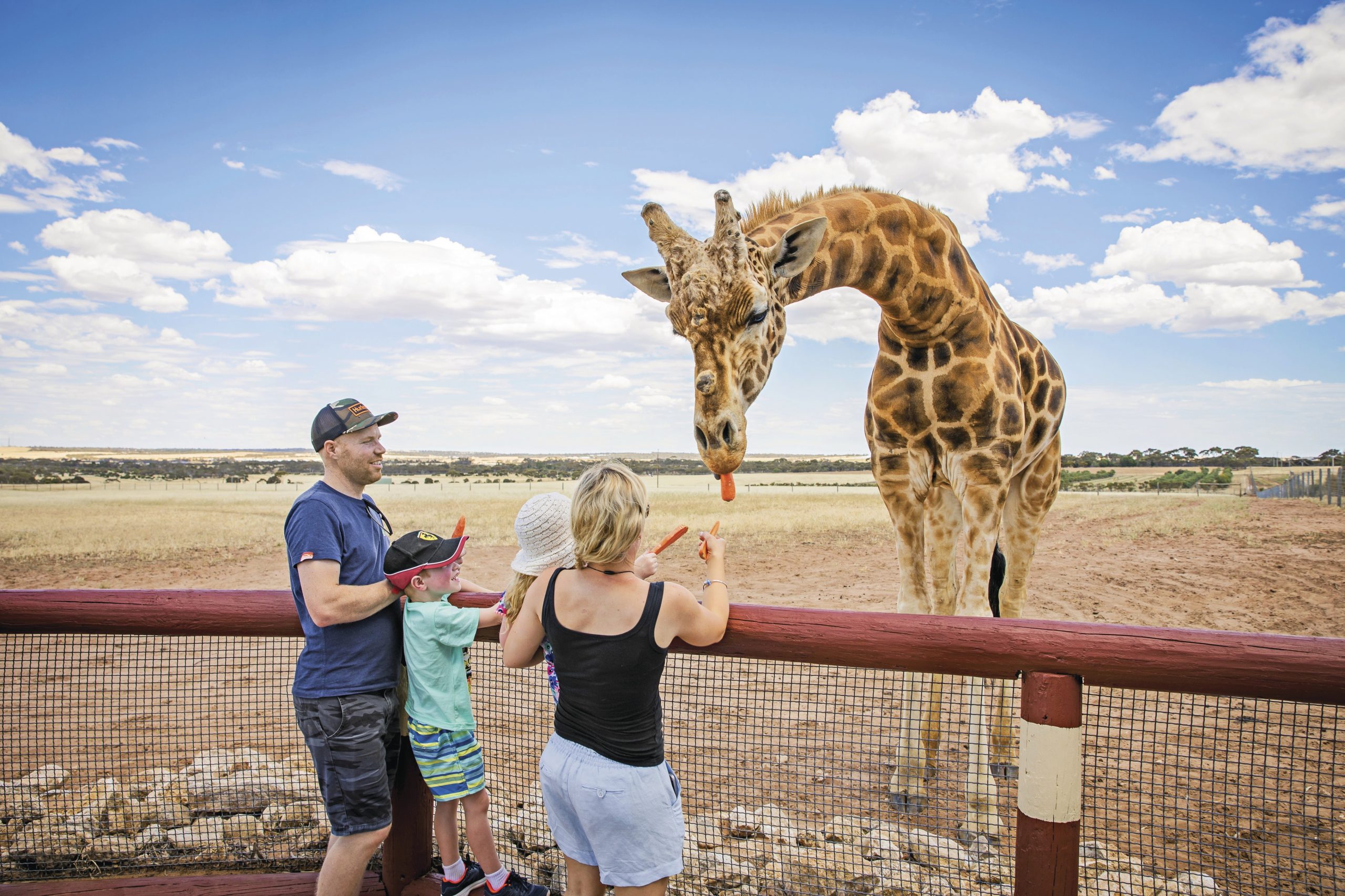 giraffes-monarto-zoo