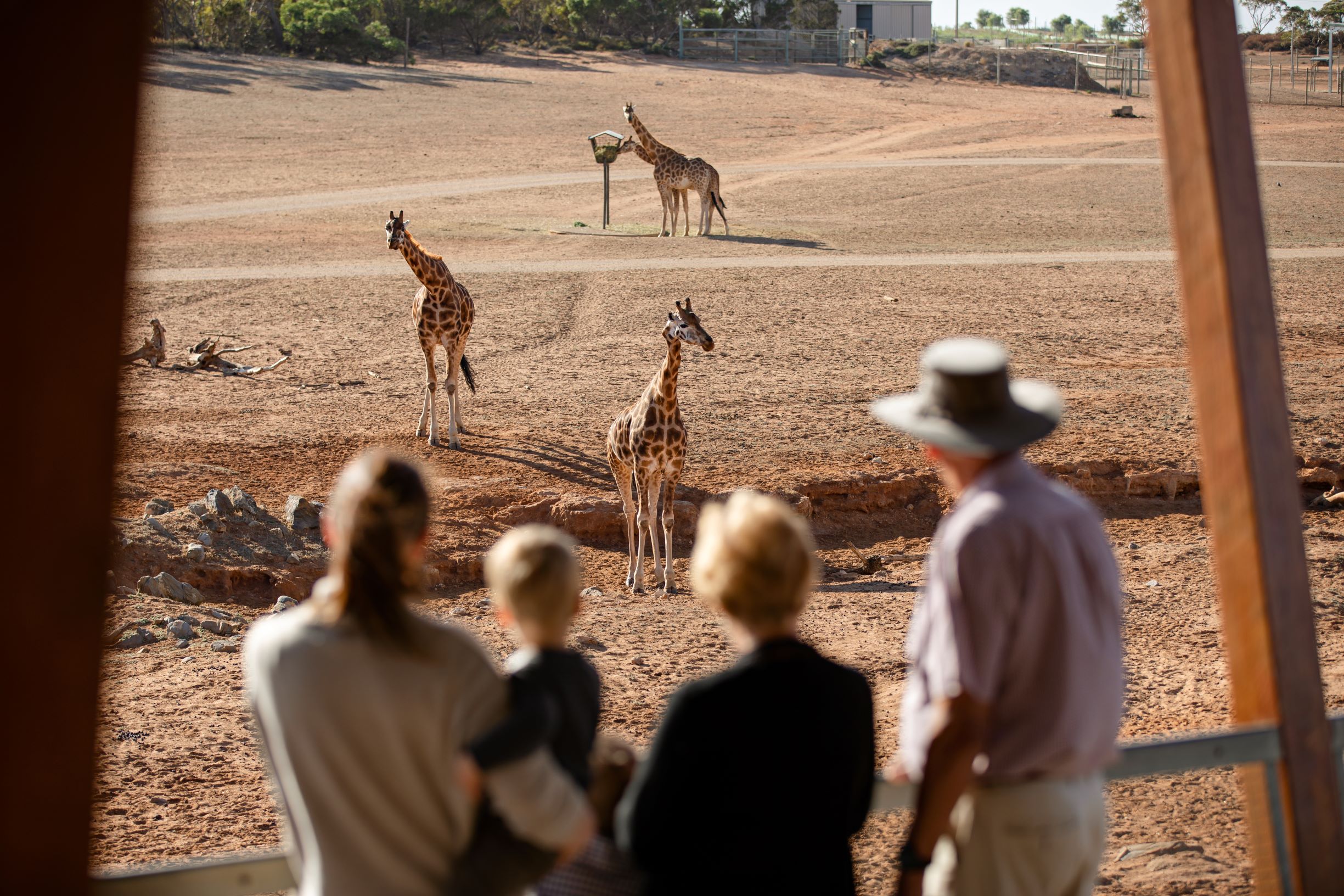 giraffes-monarto-zoo