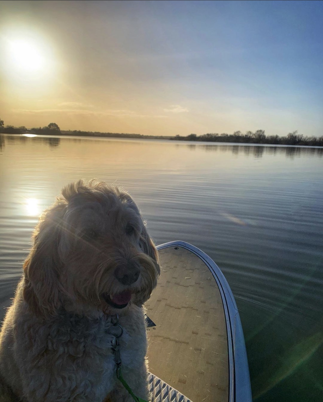 labradoodle-dog