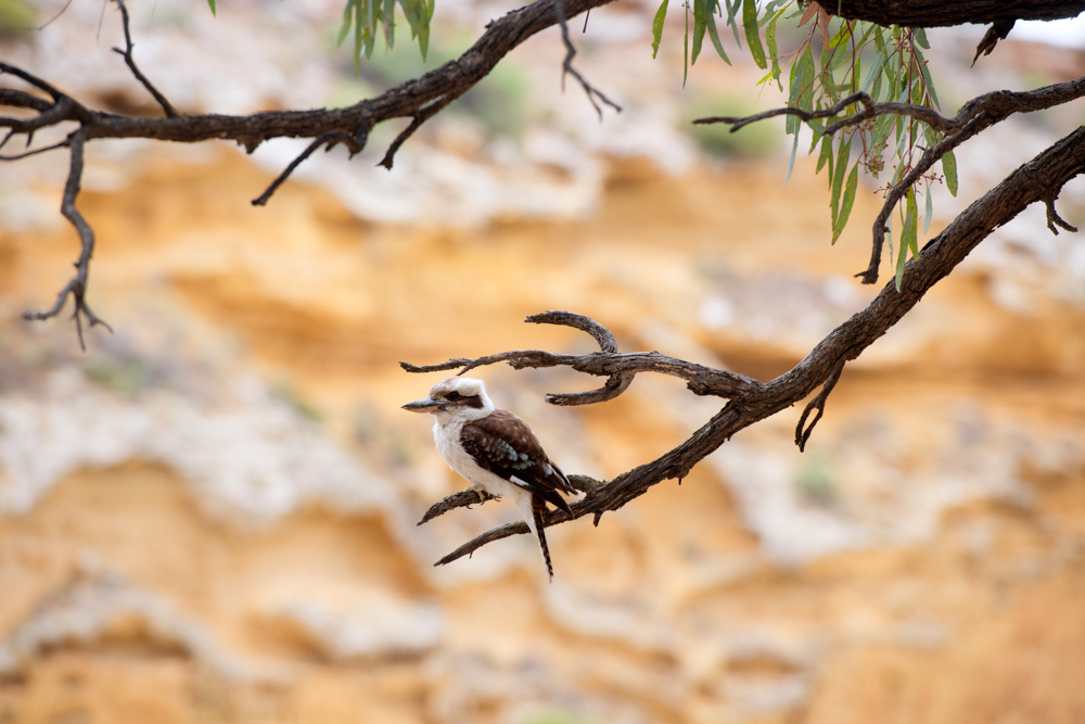 kookaburra