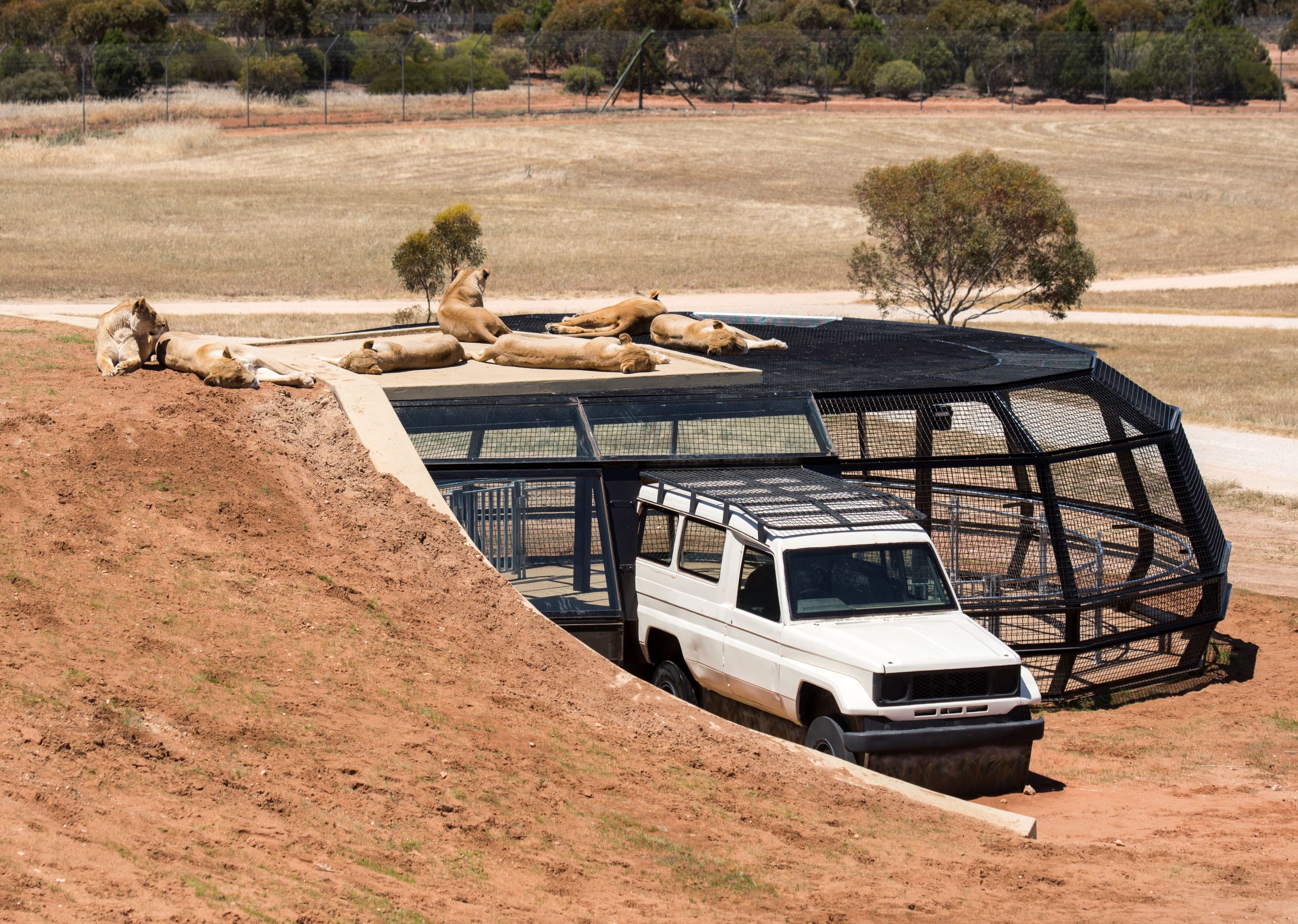 lions-360-experience-monarto-zoo