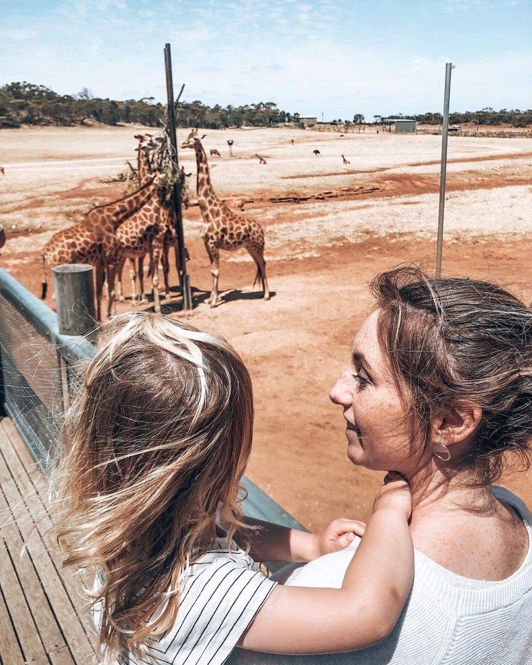 monarto-zoo-giraffes