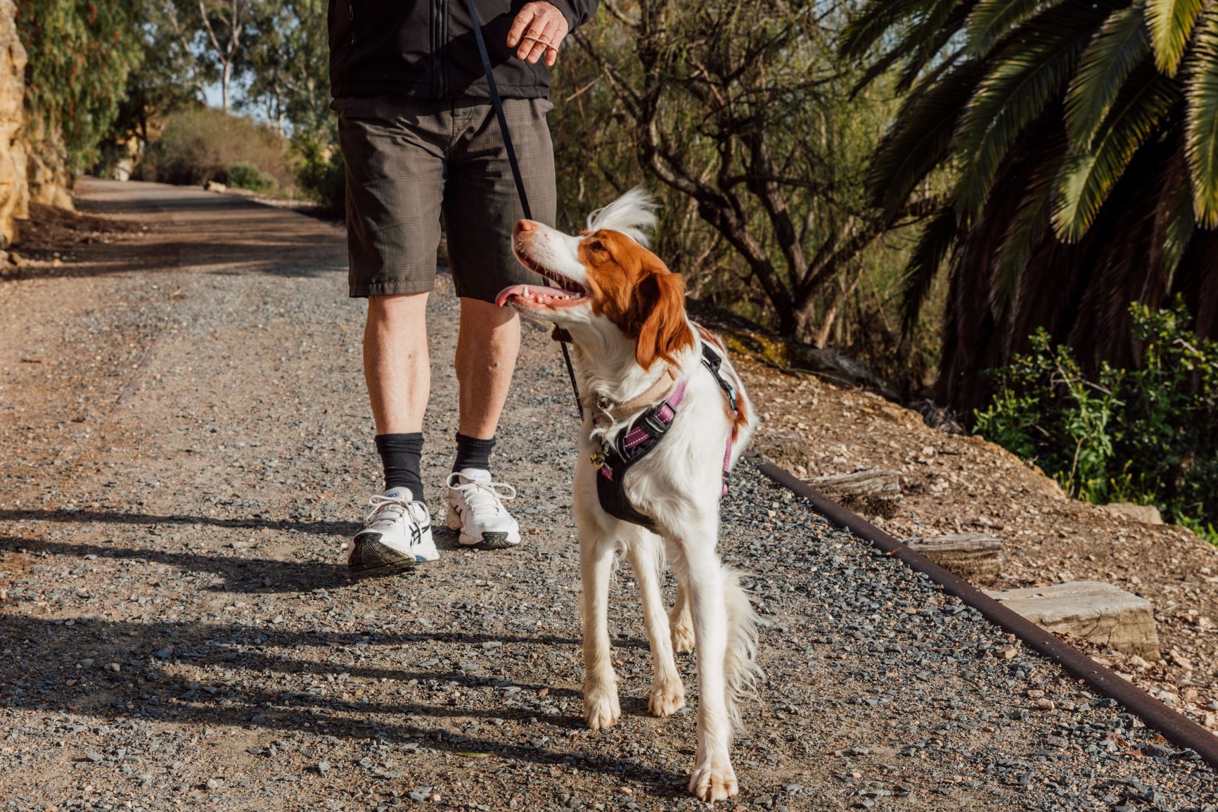 noel-walking-dog