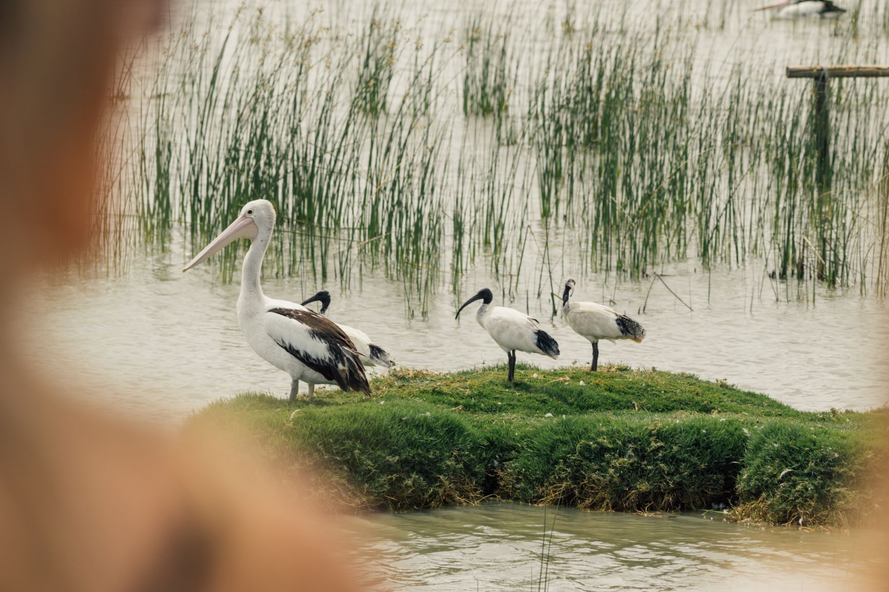 pelican-and-ibis-small