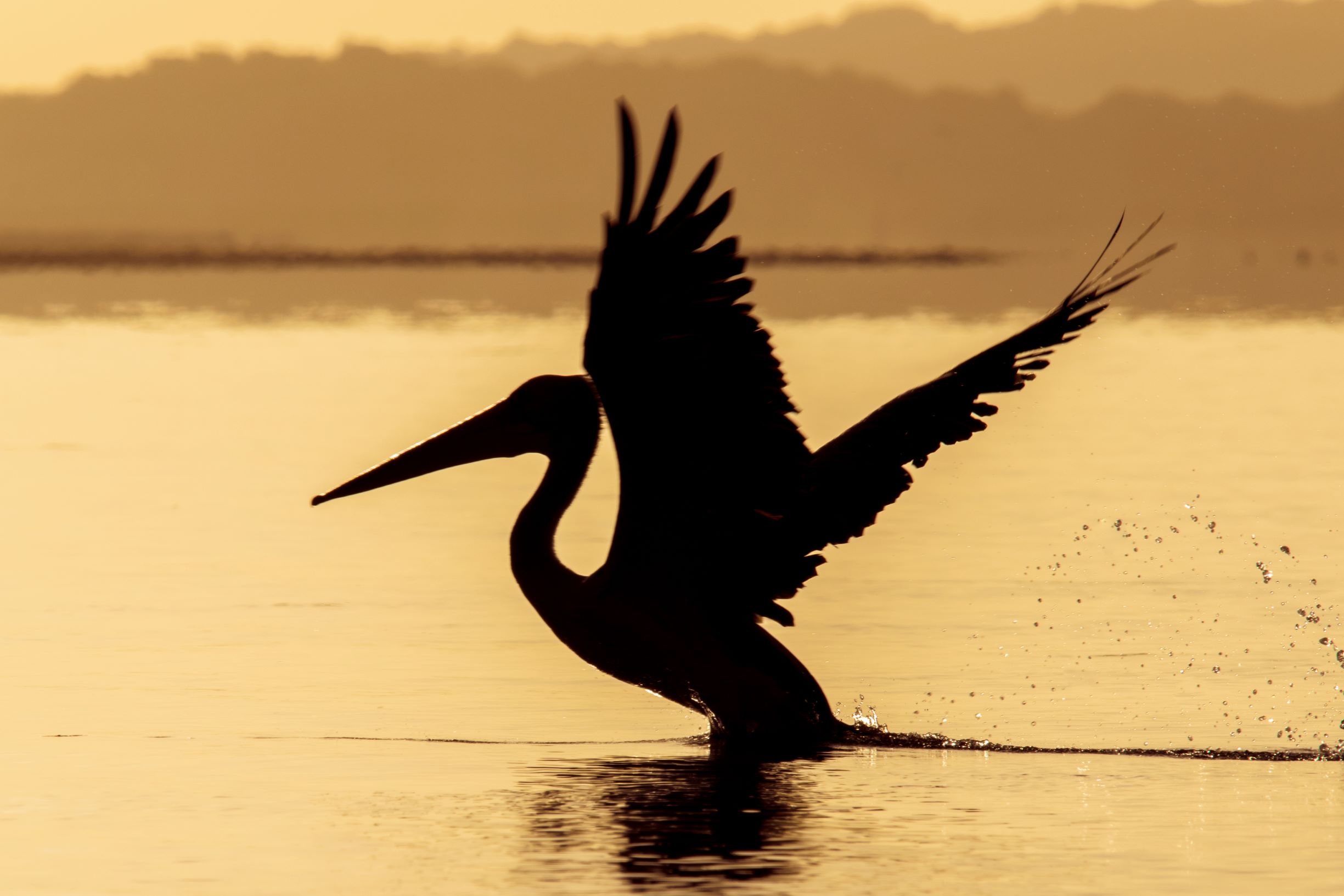 pelican-coorong