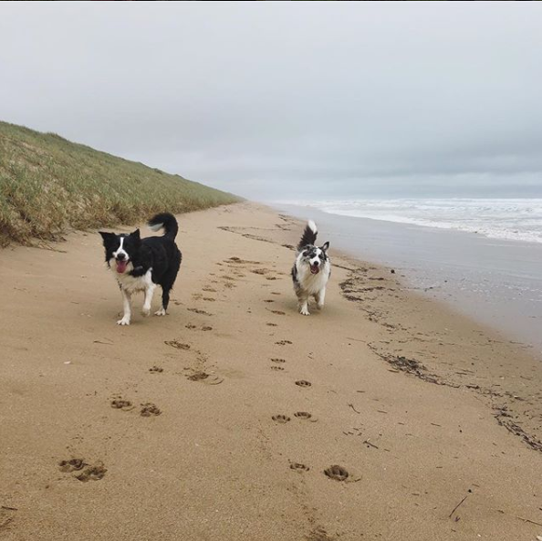 rebel-and-tex-on-goolwa-beach