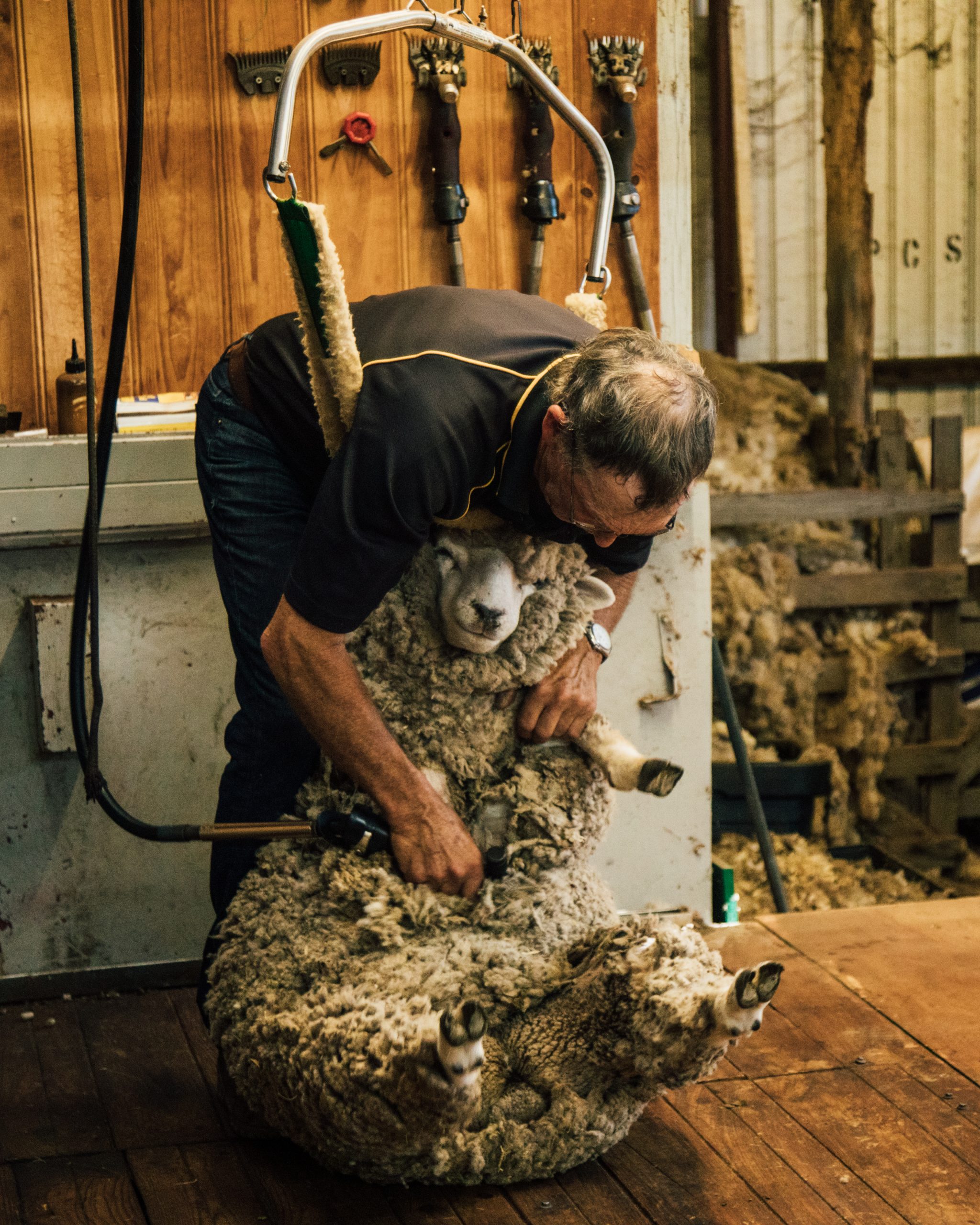 sheep-shearing