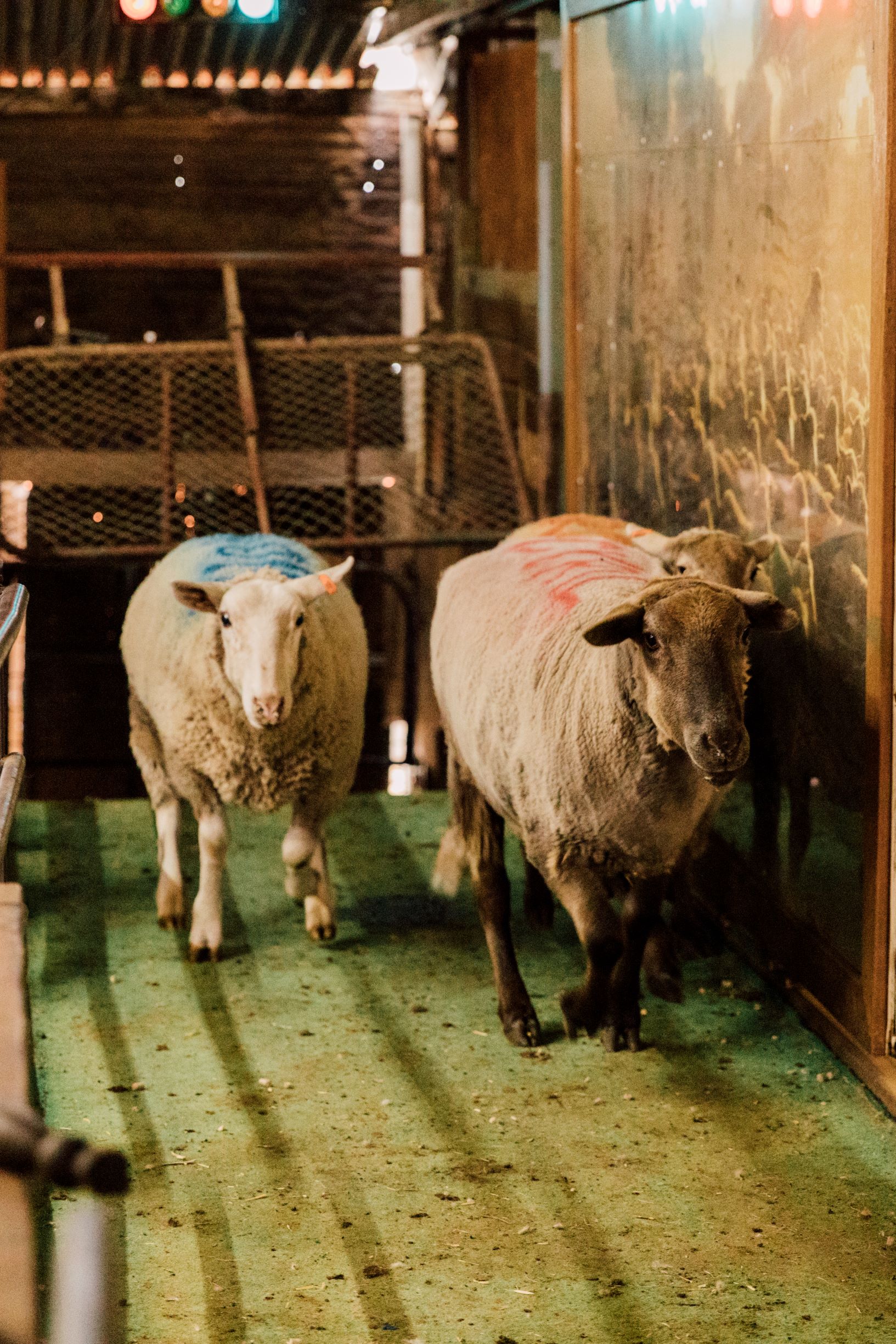 sheep-sheering