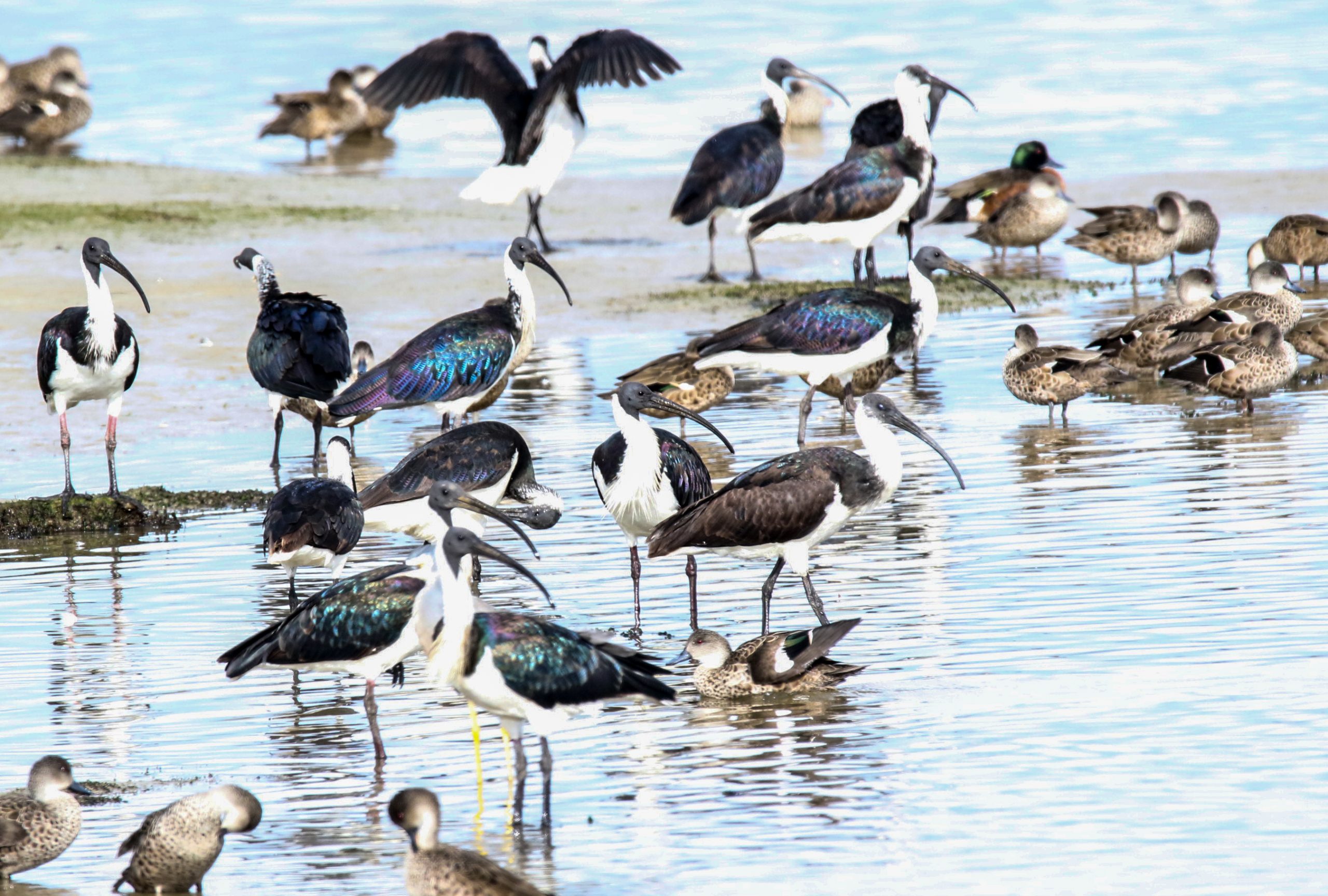 straw-necked-ibis-ducks