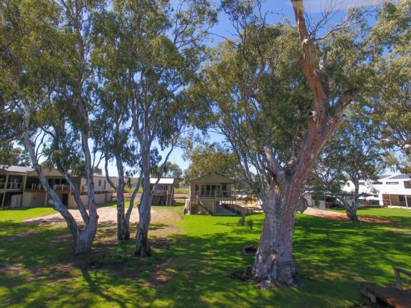 Shady gum trees on a grassy lawn near holiday cabins and caravans.